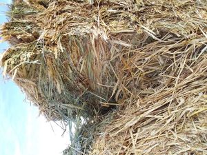 Wheaten Hay 8x4x3 9.9 ME