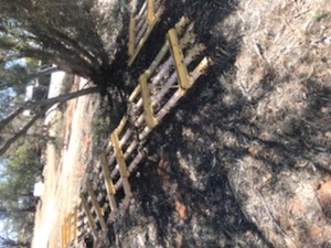 Chamberlain Finger Harrows