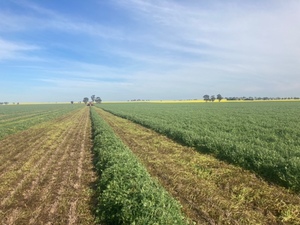 New Season Vetch Hay 8x4x3