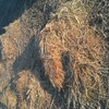 Wheaten Hay 8x4x3 Bales
