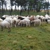 Dorper/Damara 1.5 year old ewes
