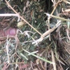 1 x B Double load of Clover & Oaten Hay For Sale