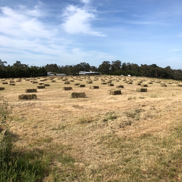 Small Square Hay (Mixture of Natives)
