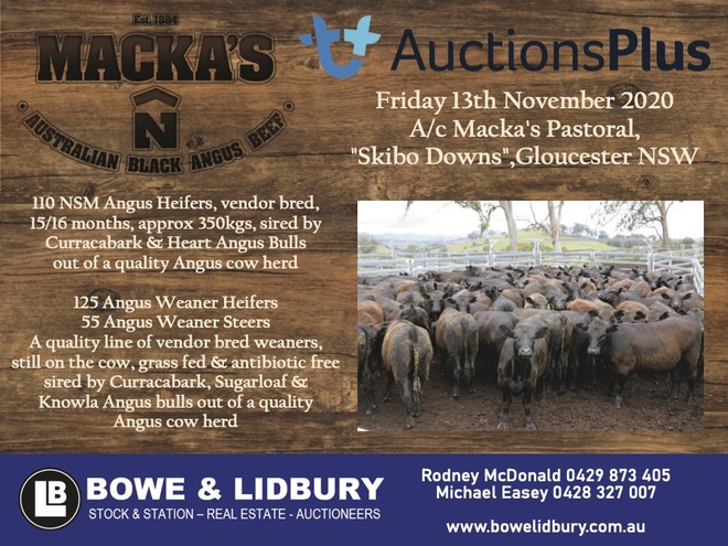55 Angus Steer Weaner Via AuctionsPlus Friday 13th of November 