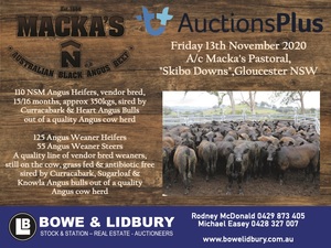 55 Angus Steer Weaner Via AuctionsPlus Friday 13th of November 