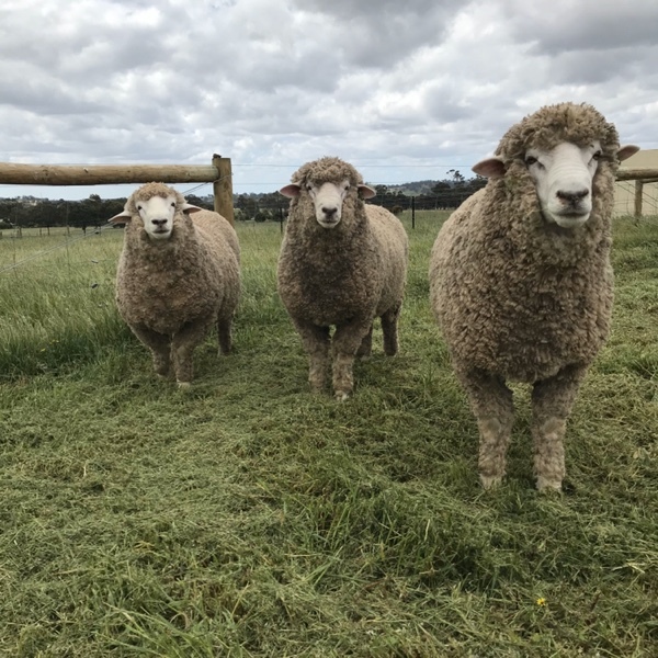 RAMS