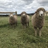 RAMS