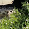 Standing Lupin/Clover/Vetch Crop