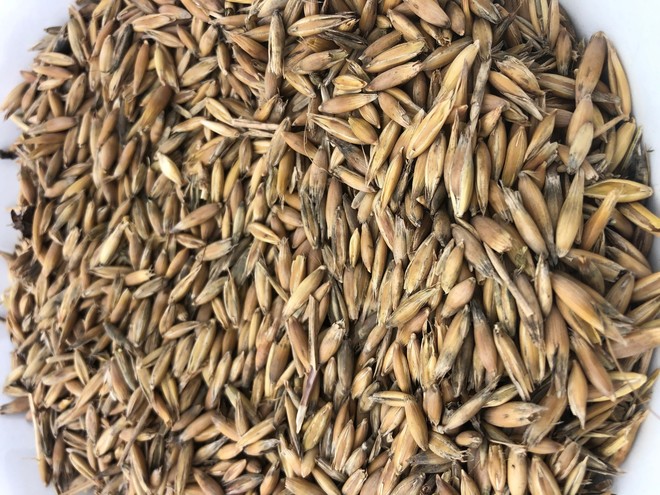 60mt Winteroo Oats Seed