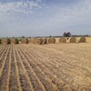 1200 x Wheaten Hay 360kg 4x4-1/2 ft Rolls