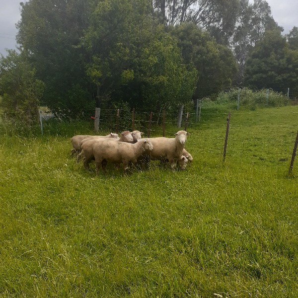 Poll Dorset Rams x 8