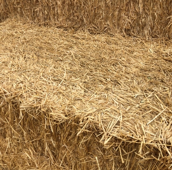 Wheat Straw