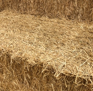 Wheat Straw