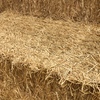 Wheat Straw