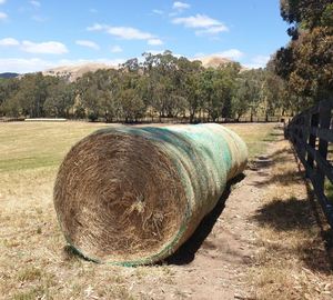 Premium Hay