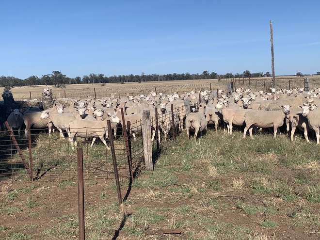 170 Composite Ewes Joined to Poll Dorset Ram 