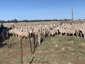 170 Composite Ewes Joined to Poll Dorset Ram 