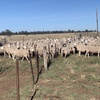 170 Composite Ewes Joined to Poll Dorset Ram 