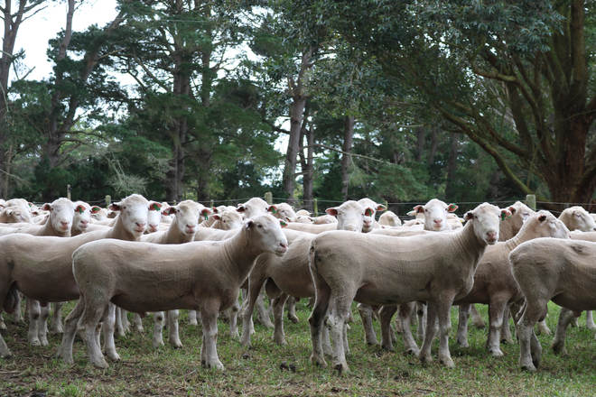 ATHLONE POLL DORSET 100% Grass Fed Poll Dorset Rams