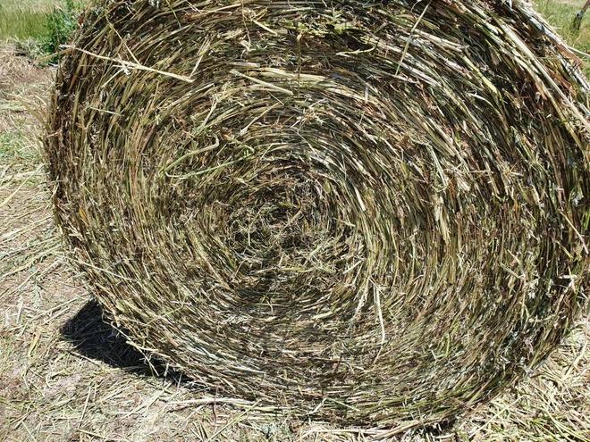 Silage PROTEIN 14.6% Oaten/Vetch/Clover  