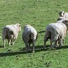 MERINO EWES in LAMB X 23 MERINO FINE WOOL SHEEP