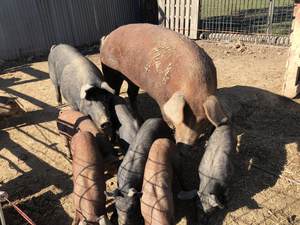 Breeding Boar and Piglets for sale 
