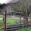 Cattle Yards