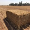 150mt Wheaten Hay 650kg 8x4x3 Bales