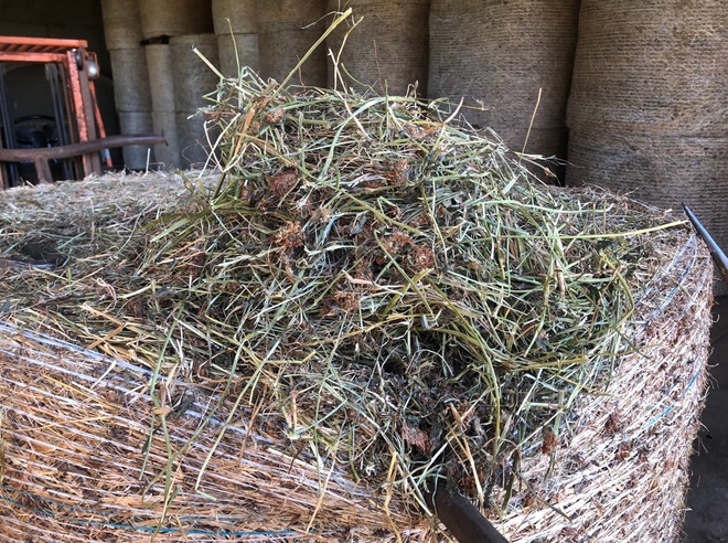 120 Ryegrass & Clover Hay  4'8