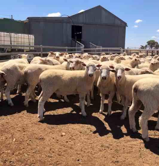 150 x Crossbred Ewes For Sale 