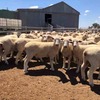 150 x Crossbred Ewes For Sale 