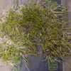 500kg Gem canola seed freshly cleaned and treated Poncho Plus and Ilevo