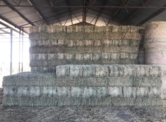 900 Small squares Rye & Oats