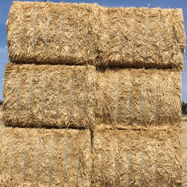 Barley straw tailings 