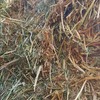 300mt Vetch Hay 8x4x3 Bales New Season 