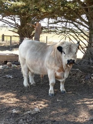 White Galloway Bull. Sire of prize winning progeny