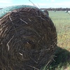 Wheat & Rye Grass Hay 5x4 Rolls