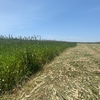Clover and phalaris rolls x200