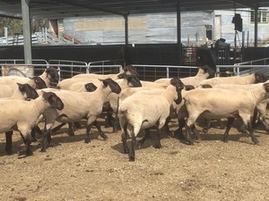 20x Black Suffolk Rams
