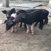 Saddleback Piglets