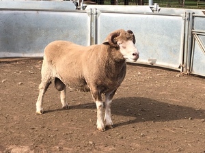 dorset ram 