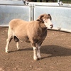 dorset ram