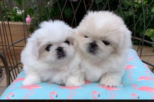 Potty trained Biggiwigs Pekingese
