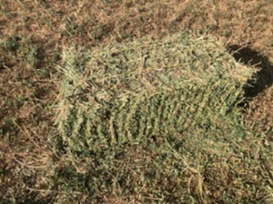 Lucerne Small Squares x 400