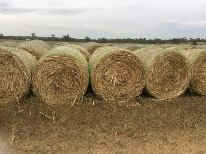 Sorghum Round Bale's