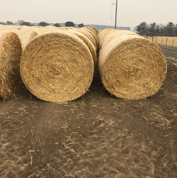Barley Straw