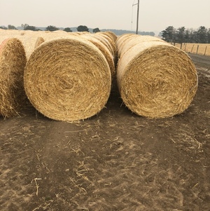 Barley Straw