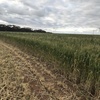 Barley hay 8x4x3