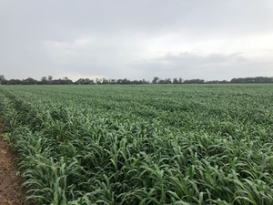 Sorghum Haylage For Sale in Square bales 