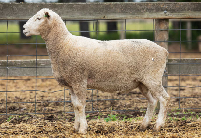 Under Auction - Lot 12 Highlander Ram 190502 (DLE Ram Auction A100 - 10th Sept via Auctionsplus) 